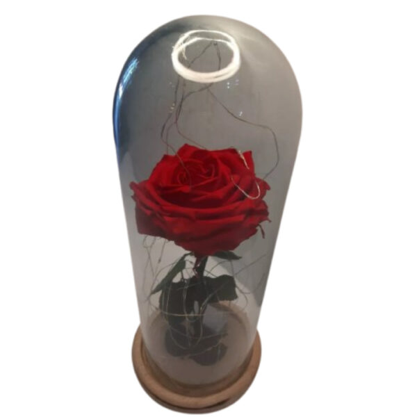 row230-dropi40130 Rosa Larga Luces LED + Cúpula de Cristal